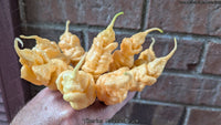 Tiberius Mauler Peach - Pepper Seeds - White Hot Peppers